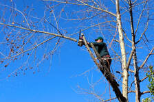 Tree trimming on a small birch tree