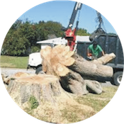 Large Tree Removal using Crane Truck to load large trunk section