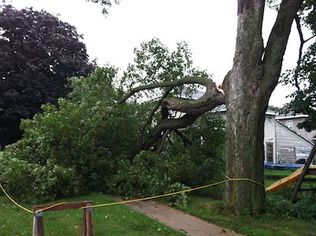 Asheville Tree Damage