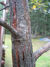 Diseased tree in Asheville NC