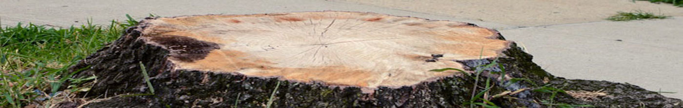 Tree Stump Asheville NC